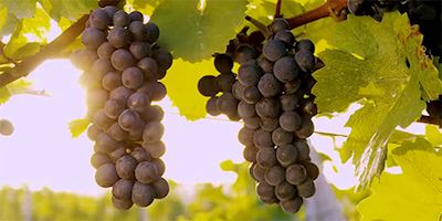 Grapes growing on the vine