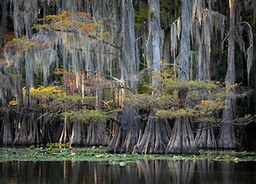 Cypress trees in the Louisianav bayou