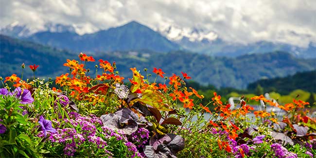 Colorful blooms, Switzerland